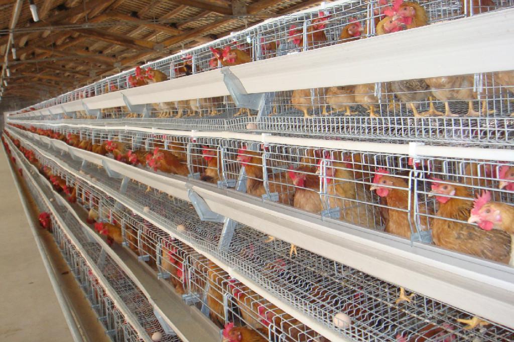 养鸡场必需具备的肉鸡装备 养鸡场必需具备的肉鸡装备